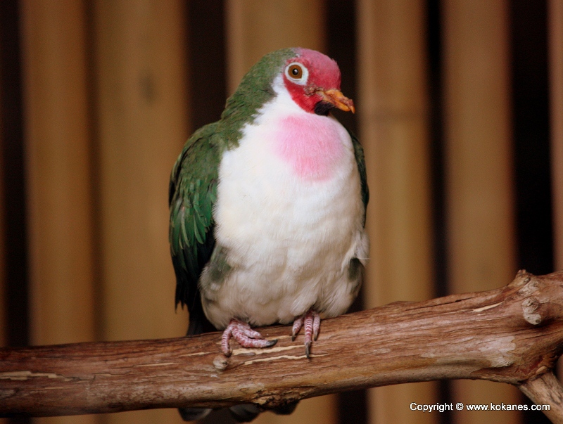 Upland Ground Birds